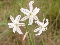 Trachyandra asperata flowers